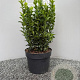 Euonymus jap. 'Green Spire' 30 cm 2,0L