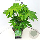 Fatsia japonica 40-50 cm 10L