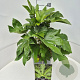 Fatsia japonica 40-50 cm 10L