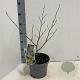 Hamamelis int. 'Arnold Promise' 30-40 cm 5,0L