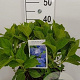 Hydrangea m. 'Nikko Blue' 40-50 cm 5,0L
