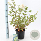 Hydrangea pan. 'Grandiflora' 20-25 cm 2,0L