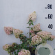 Hydrangea pan. 'Grandiflora' 40-50 cm 10L