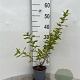 Hypericum androsaemum 30-40 cm C1.3