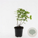 Hypericum i. Magical Beauty GM C1.3
