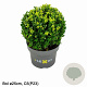 Ilex crenata Dark Green 25 cm 5,0L bol potgekweekt