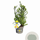 Ilex crenata Dark Green 30-40 cm 3,0L struik potgekweekt