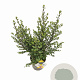 Ilex crenata Dark Green 40-60 cm 5,0L struik