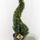 Ilex crenata Dark Green 90-100 cm 18L spiraal potgekweekt