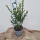 Ilex maximowicziana kanehirae 30-40 cm 3,0L