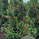 Ilex meserv. Heckenfee 125-150 cm met kluit