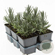 Lavandula ang. 'Munstead' GM P9