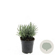 Lavandula ang. 'Munstead' GM C1.3