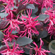 Loropetalum chinense 30-40 cm 3,0L