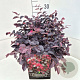 Loropetalum c. 'Pipa's Red' 35-40 cm 10L