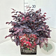 Loropetalum c. 'Pipa's Red' 35-40 cm 10L