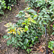 Mahonia aq. 'Apollo' 40-60 cm met kluit