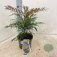 Mahonia Meteor 30-40 cm 2,0L