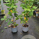 Parrotia persica 'Vanessa' 40-60 cm 3,0L