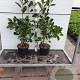 Photinia fraseri 'Red Robin' 60-70 cm 5,0L