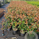 Photinia fraseri 'Red Robin' 60-80 cm 5,0L