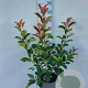 Photinia fraseri 'Red Robin' 60-80 cm 5,0L