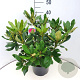 Rhododendron 'Nova Zembla' 40-50 cm 7,5L