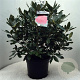 Rhododendron 'Nova Zembla' 60-80 cm 20L