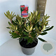 Rhododendron 'Vulcan's Flame' 30-40 cm 5,0L