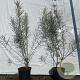 Salix elaeagnos 'Angustifolia' 60-80 cm 2,0L