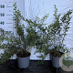 Spiraea cinerea 'Grefsheim' 40-60 cm 2,0L