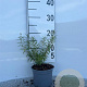 Spiraea thunbergii 10-15 cm C1.3