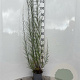 Tamarix tetrandra 60-80 cm 2,0L