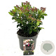 Viburnum tinus 25-30 cm 2,0L