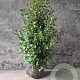 Viburnum tinus 80-100 cm met kluit