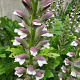 Acanthus mollis GM 2,0L