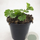 Alchemilla mollis GM C1.3