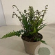 Athyrium otophorum 'Okanum' GM 2,0L