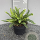 Blechnum spicant GM 2,0L