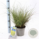 Carex brunnea 'Aureomarginata' 25-30 cm 2,0L