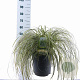 Carex Feather Falls 30-40 cm 12L