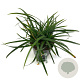 Carex morrowii 'Irish Green' GM 2,0L