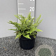 Dryopteris affinis GM 2,0L