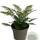Dryopteris cycadina GM 2,0L