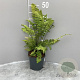 Dryopteris cycadina GM 2,0L
