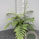 Dryopteris stewartii GM 2,0L