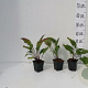 Echinacea purpurea GM P9
