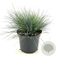 Festuca glauca 'Elijah Blue' 20-25 cm 2,0L