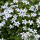 Isotoma fluviatilis 'Alba' GM P9