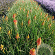 Kniphofia 'Papaya Popsicle' GM 2,0L
